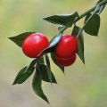 Butcher's-Broom-root-extract-VeinoGuard-ingredient