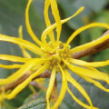 Witch-Hazel-leaf-Veinuguard-ingredient