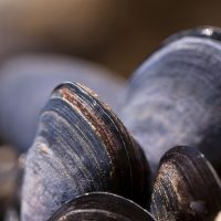 Mussels the arthritis remedy