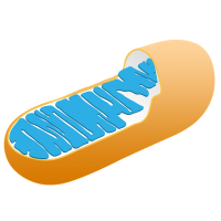 mitochondria and energy