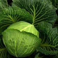 Cabbages can cuer stomach pain